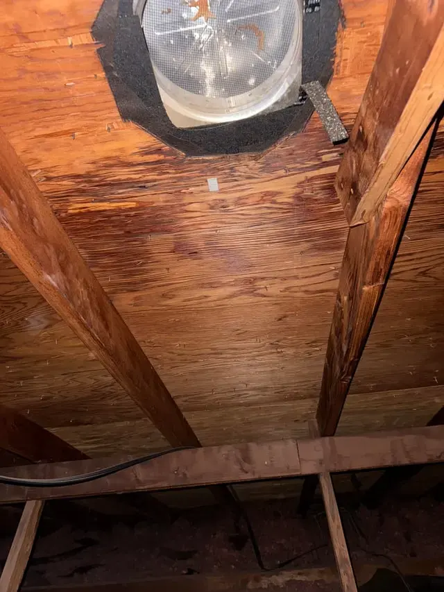 Attic roof decking stained by a roof leak with a bucket catching the drip